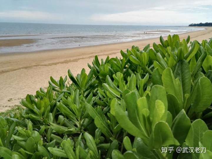 老刀：我国有哪些美丽、安全、无海腥味的海滩？