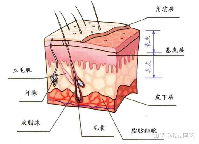 如何把皮肤养好 ?