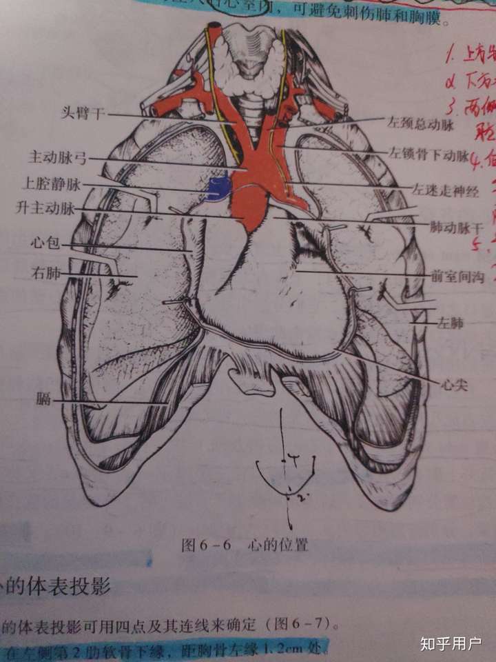 心脏解剖位置并不正对两乳头连线中点正下方,为什么按压部位选择在