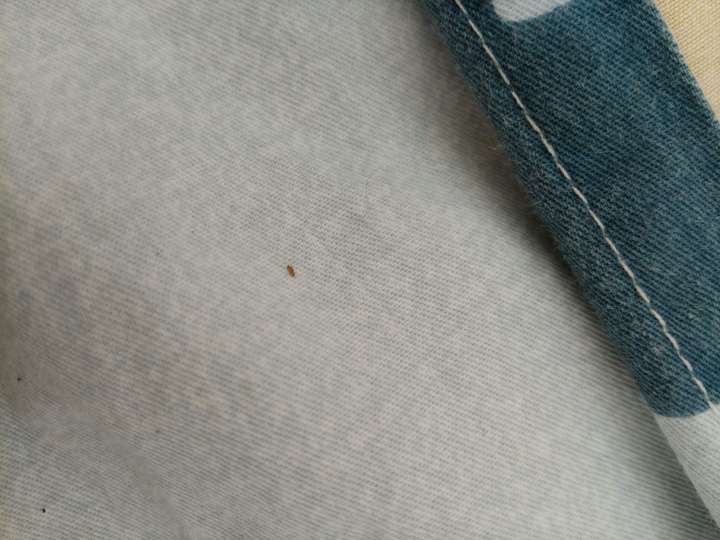 床垫和床上有很多小虫子,求助啊!有没有人知道这是什么虫啊?怎么处理?