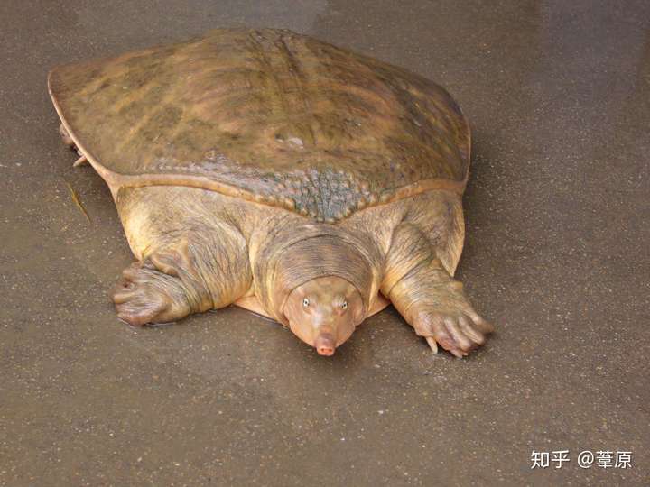 鼋(yuán) 可以理解为巨大号甲鱼(迫真