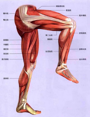 大腿的骨骼肌,是由前后两侧的肌肉包裹住股骨,构成人的基本运动机能