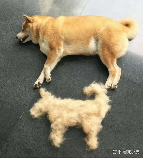 狗狗换季掉毛严重大家有什么高招