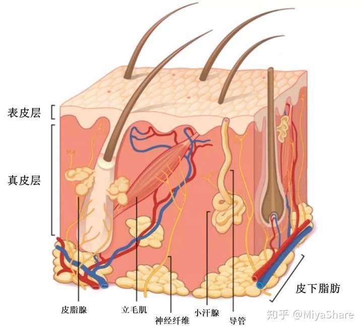 当皮脂腺分泌皮脂旺盛而无法顺利排出,长时间的堆积造成真皮层损伤
