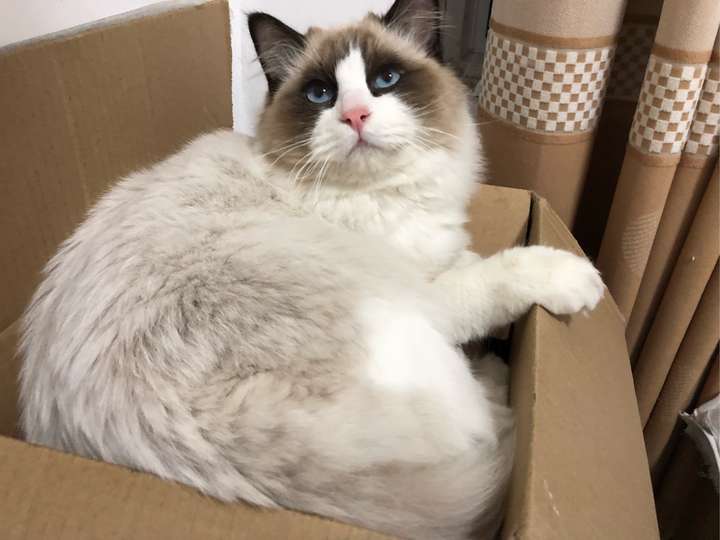 有觉得布偶猫长得像小浣熊的吗