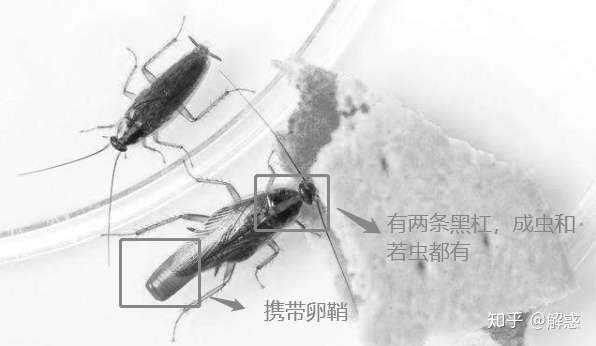 德国小蠊雌性蟑螂尾部携带卵鞘