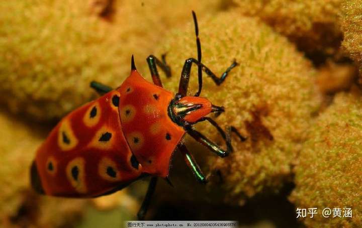 这是角盾蝽哦 学名cantao ocellatus