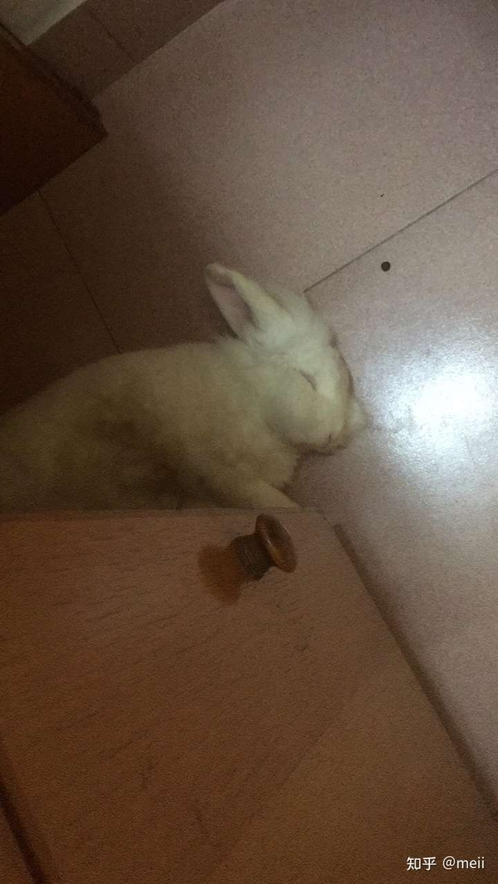 兔子睡觉一般睡几个小时?