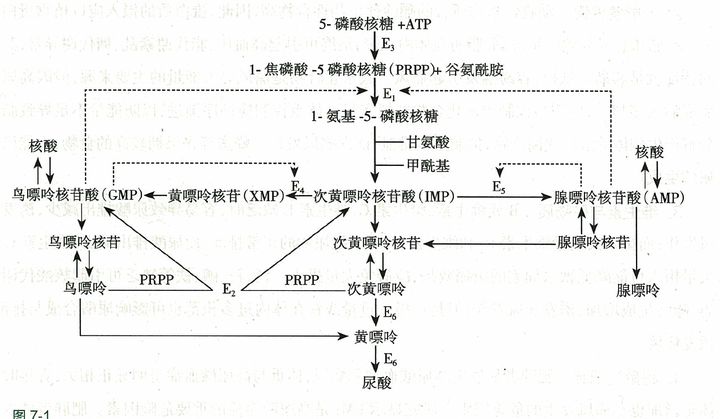 蛋白质合成的就多 因此,是嘌呤多进而蛋白质合成的多,而非蛋白质影响