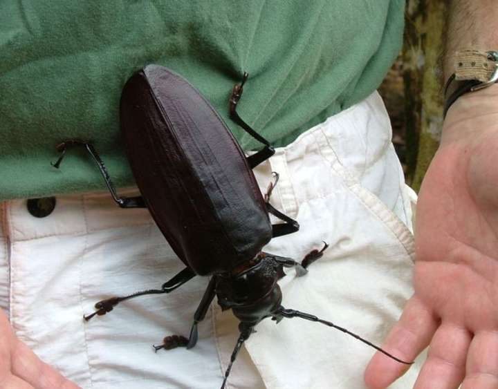 titanus giganteus 泰坦天牛,成虫体长110-170mm,雄性最大个体记录