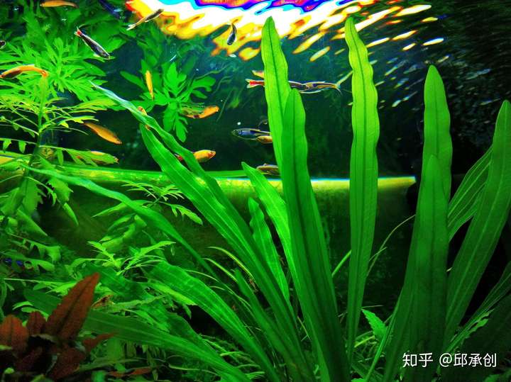 鱼缸初级选手,现在出现了这种情况,水草上都是褐藻,鱼缸上长满青苔