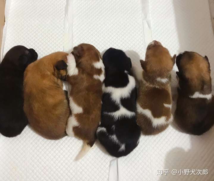 其中一只怀过二次,每次都把小狗崽生在外边挑好的地方,第一次是冬天