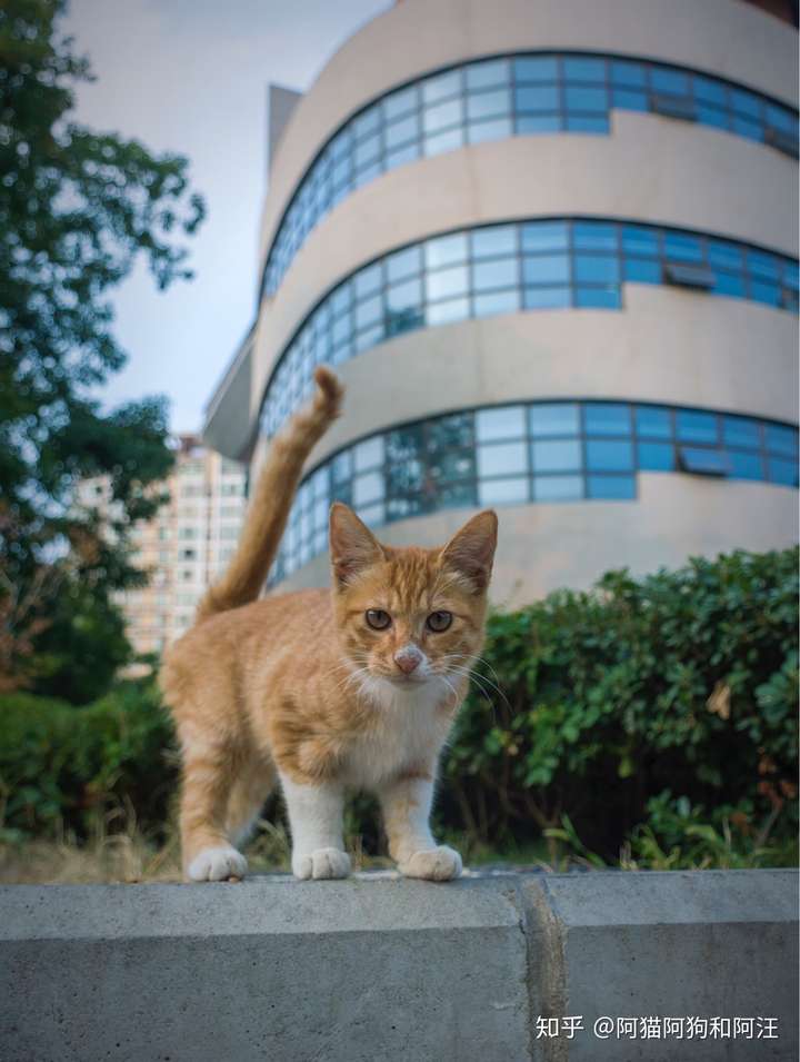 中华田园猫的颜值有多高