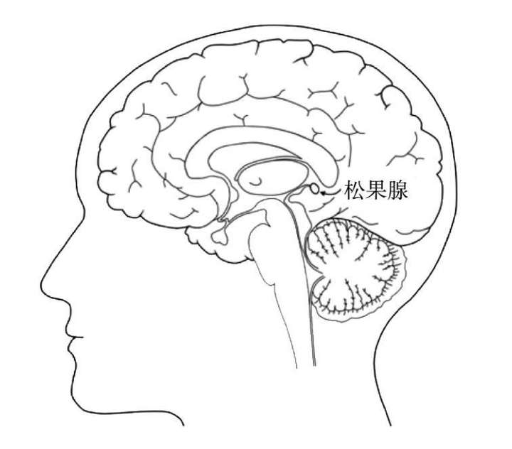 松果腺,又叫作松果体,位于大脑后部的正中线上.