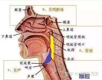 零基础初学者的声乐教案该怎么写啊先认识嗓音练声还是先普及乐理知识