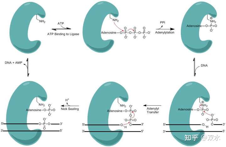 dna连接酶的催化原理 图源bing 侵删