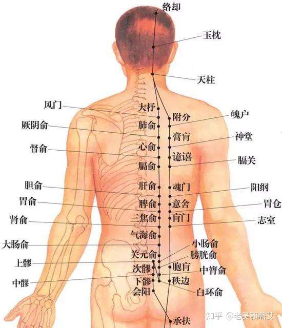 他们是以,督脉为参照点,位置完全不一样.