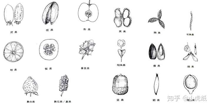 果实示意图,图片来源[1]