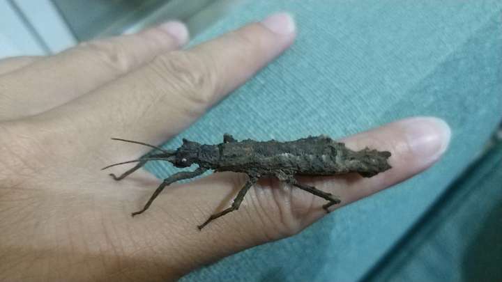 杜鹃花上面发现的广西瘤竹节虫,也是相当惊艳了!