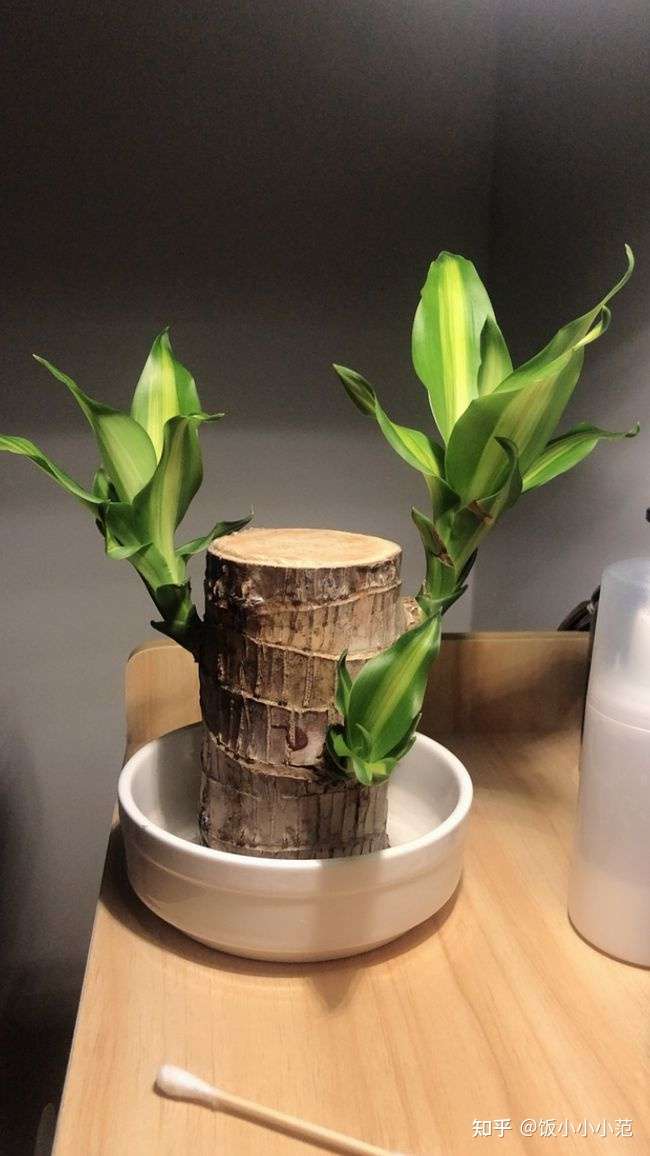请朋友们帮忙看看我的巴西木还会发芽吗