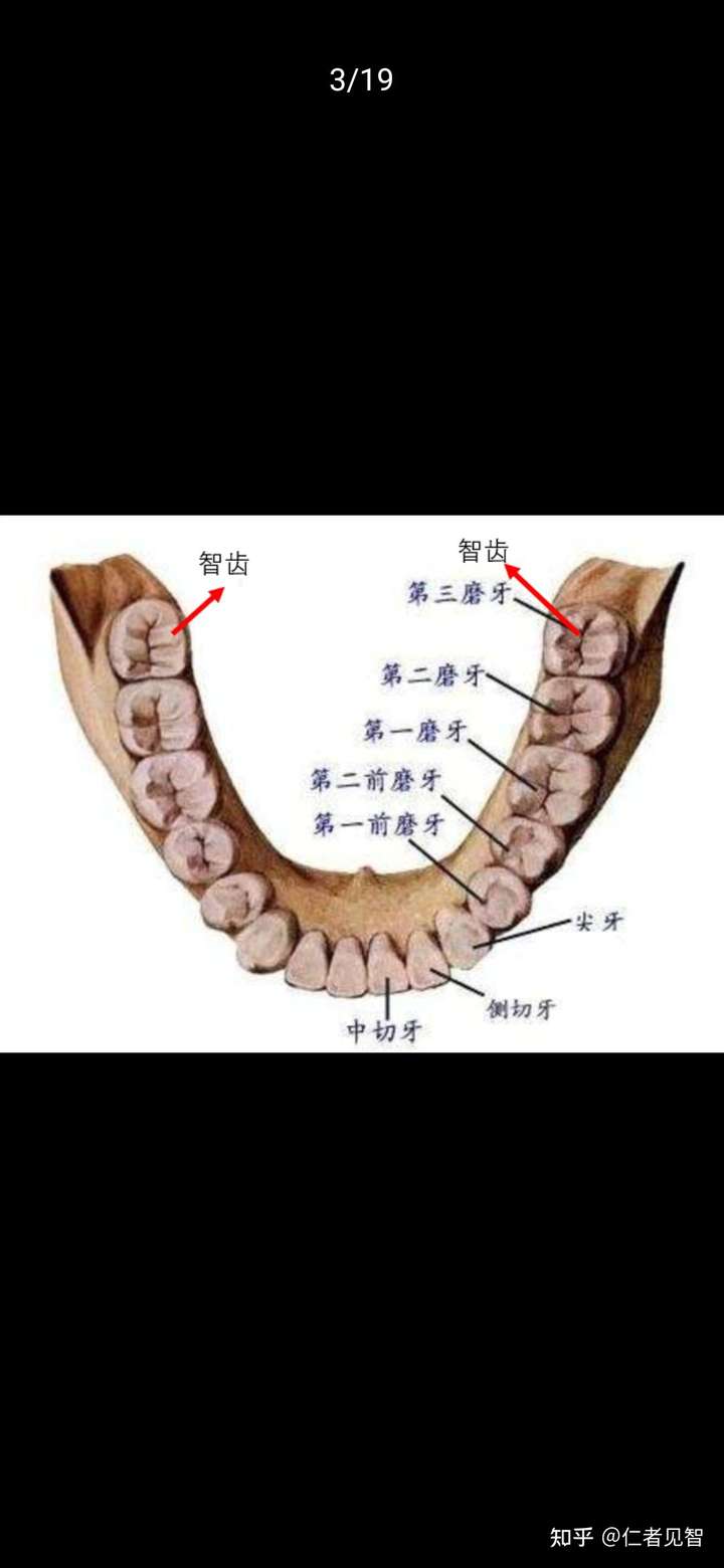 智齿人人都会长吗?