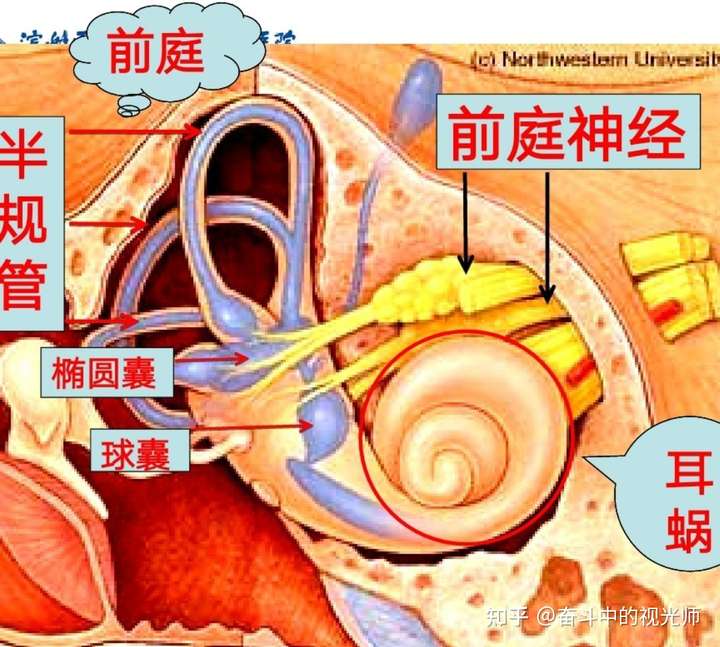 容易晕车 是脑前庭神经发育不好 我见过晕车最夸张的人 --坐火车 居然