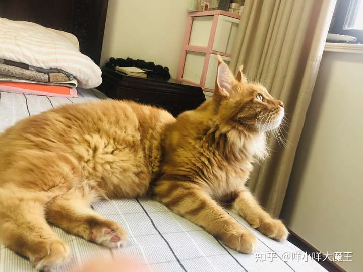 缅因猫和橘猫哪个好喂