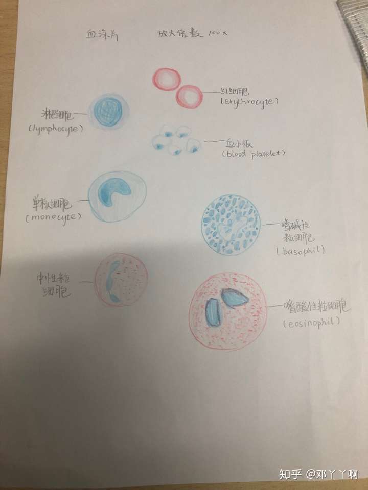 有没有红蓝铅笔血涂片的手绘图?