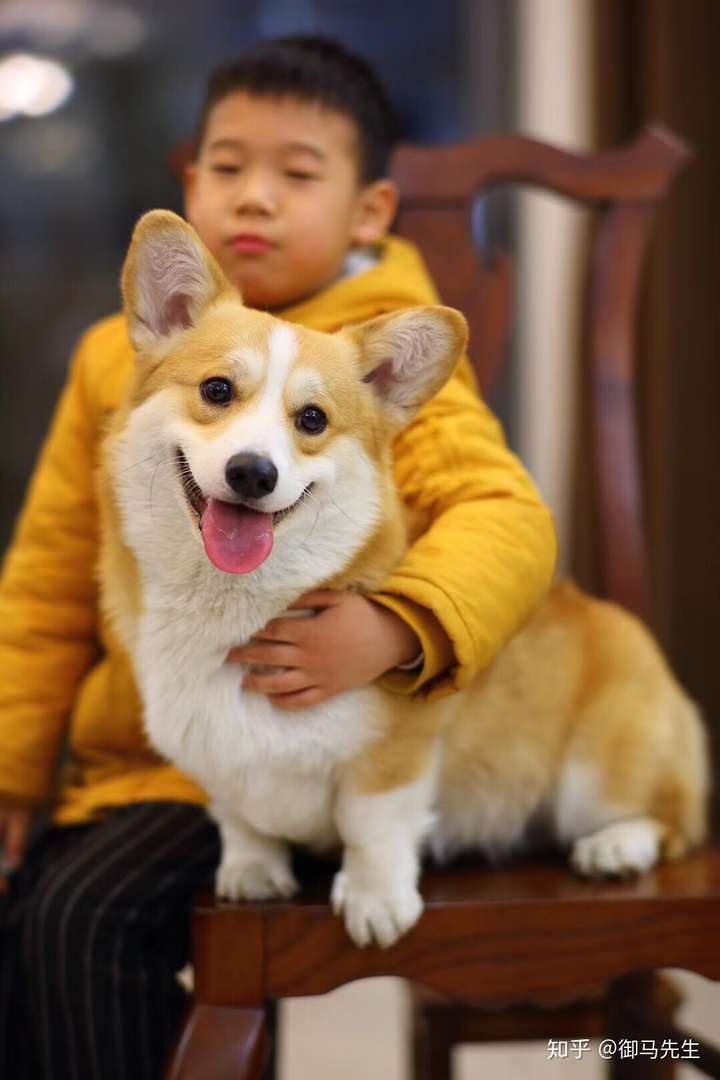 一只柯基幼犬多少钱?