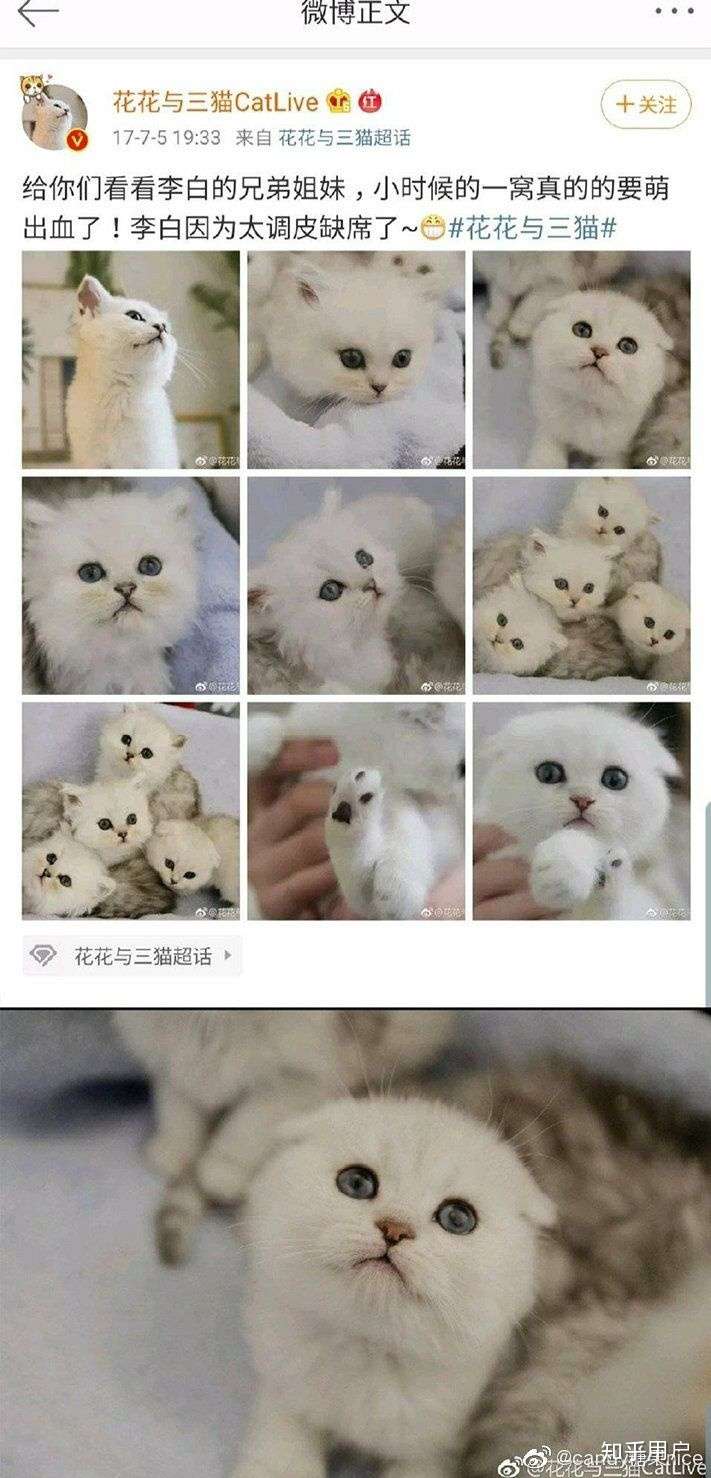 花花与三猫catlive的李白是什么品种啊,好喜欢这种呆比气质哈哈哈?