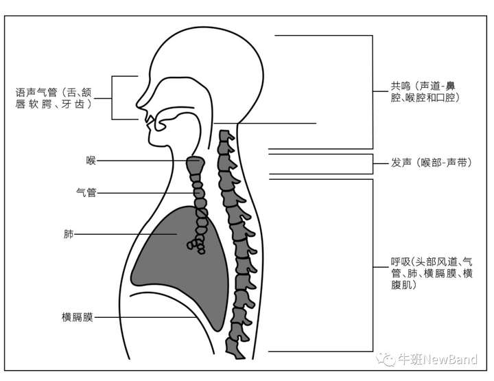 声音的奥秘 发 声 过 程 三 要 素 激发器: 呼吸 振动体: 发声 共鸣腔