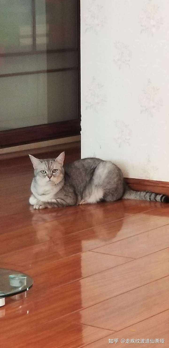 猫真的会被打服吗?
