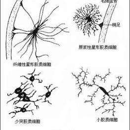 神经胶质细胞