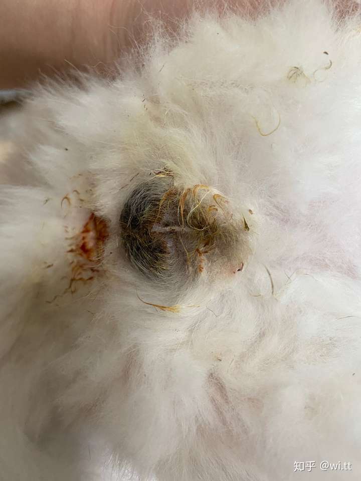 求公猫绝育后蛋蛋的图片?