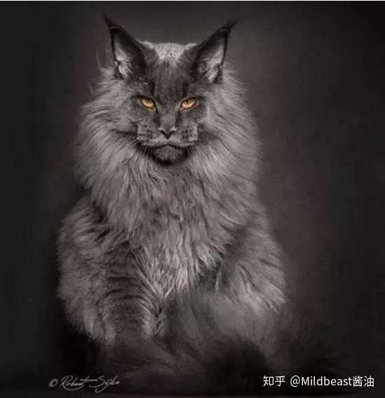 俄罗斯的缅因猫和美国的缅因猫有什么区别