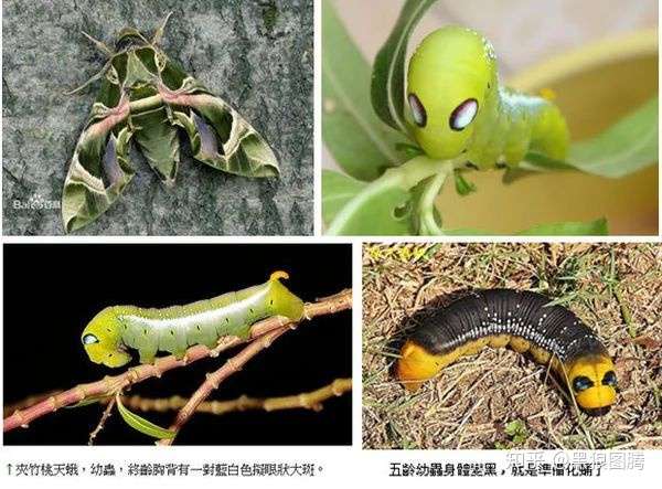 尾部有一根刺的虫子叫什么?