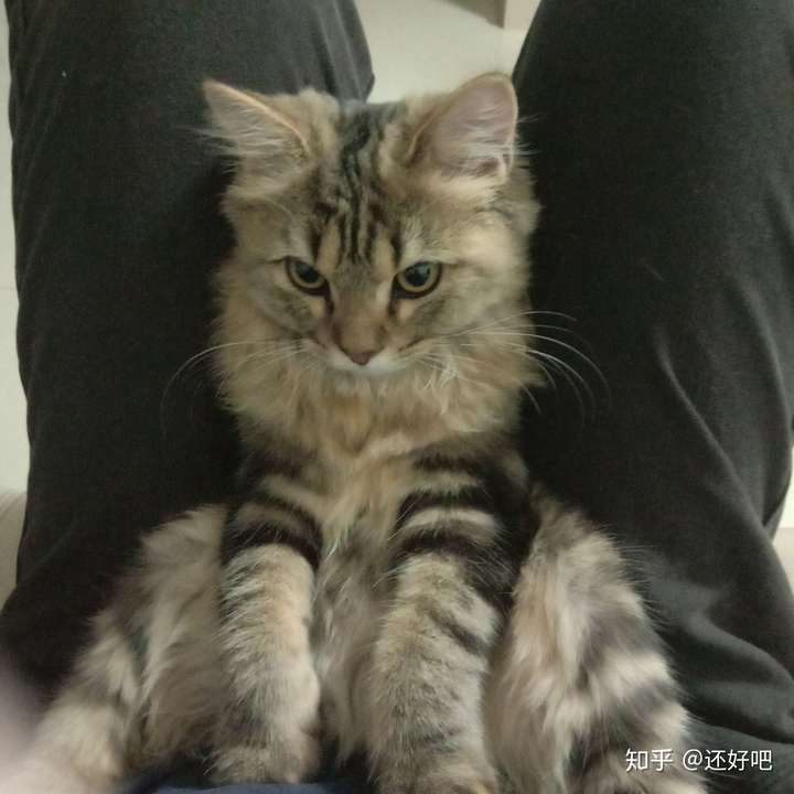 有没有人可以帮我看看我家猫是长毛狸花猫还是有缅因基因呀?