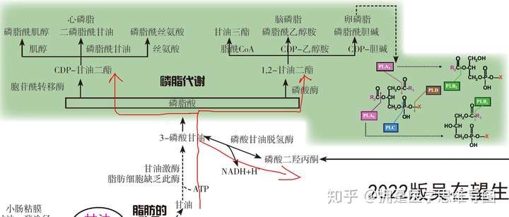 脂肪酸的代谢