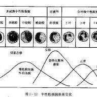 白细胞分类