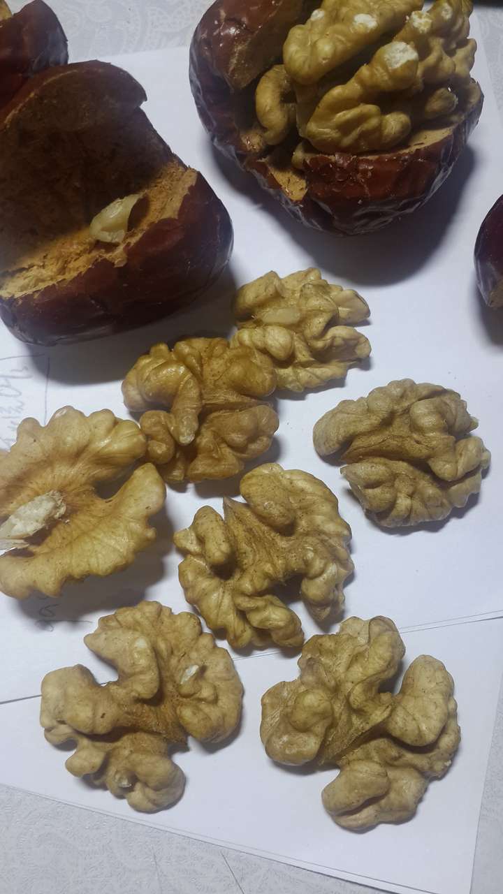 核桃仁上面的皮带黑点正常吗
