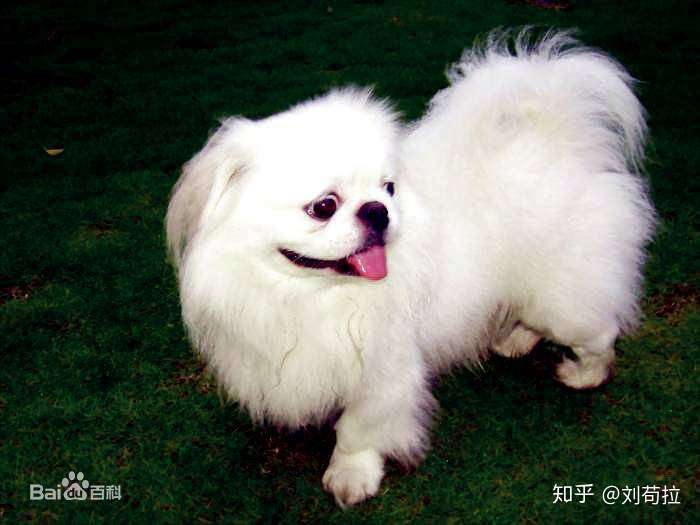 中国不产猫,但狗的品种细分起来却多达上百种,是名副其实的产狗大国