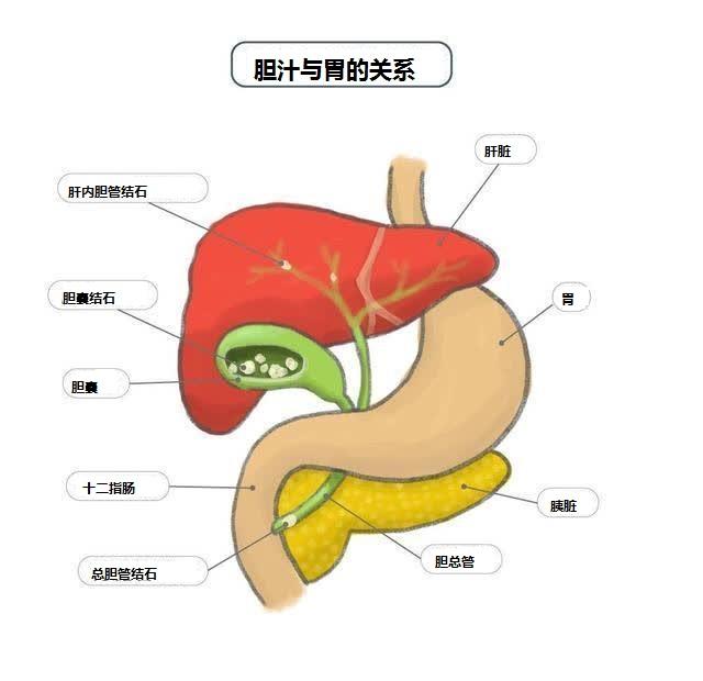 胆汁不是该进胃吗?