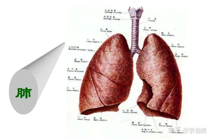 肺有分叶,左二