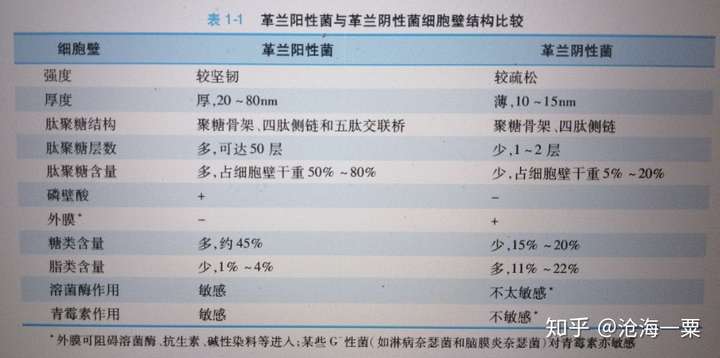 革兰阳性菌和革兰阴性菌细胞壁有何异同?