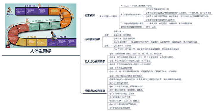 思维导图笔记人体发育学规律总结
