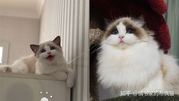 是什么决定布偶猫价格差?