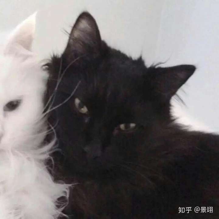 你用一只柴犬做头像,你妈会说:太傻了!