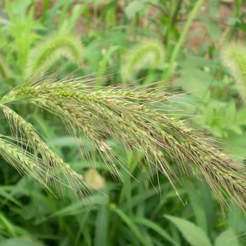 稗草