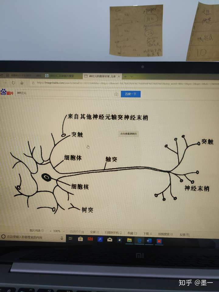 轴突和突触的区别是什么