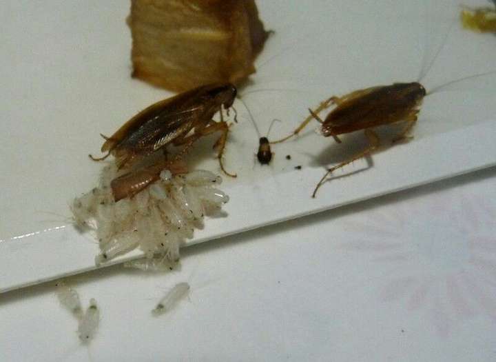 为什么家里的蟑螂越踩越多?